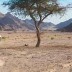 Desert safari in Safaga Top Class Egypt Travel