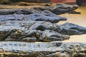 Crocodile Museum at Kom Ombo