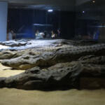 The Crocodile Museum 0283 d1 scaled