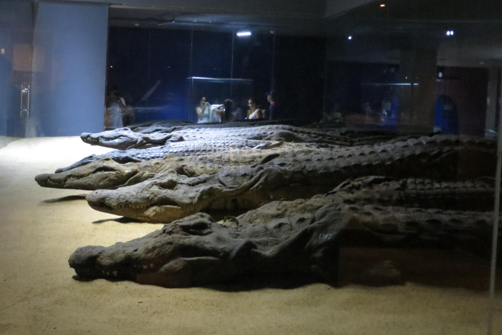 The Crocodile Museum 0283 d1 scaled