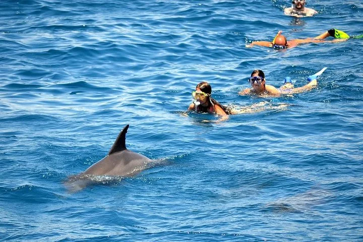 Dolphin House: Swim with the Wild