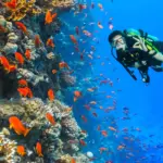 67a162e655ea2