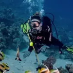 A scuba diver exploring v15 Days Honeymoon Egypt - Romantic Red Sea Diving Experienceibrant coral reefs and marine life in the clear waters of Hurghada, Red Sea