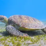 A close-up underwater shot of a large green sea turtle resting on a sandy ocean floor covered with patches of green seagrass in the clear blue waters of the Red Sea.