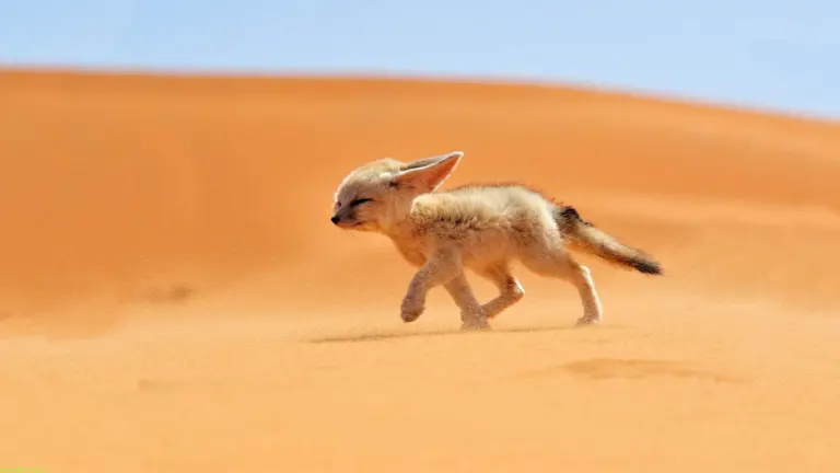 6 Days Egypt Desert Adventure & Cairo Safari