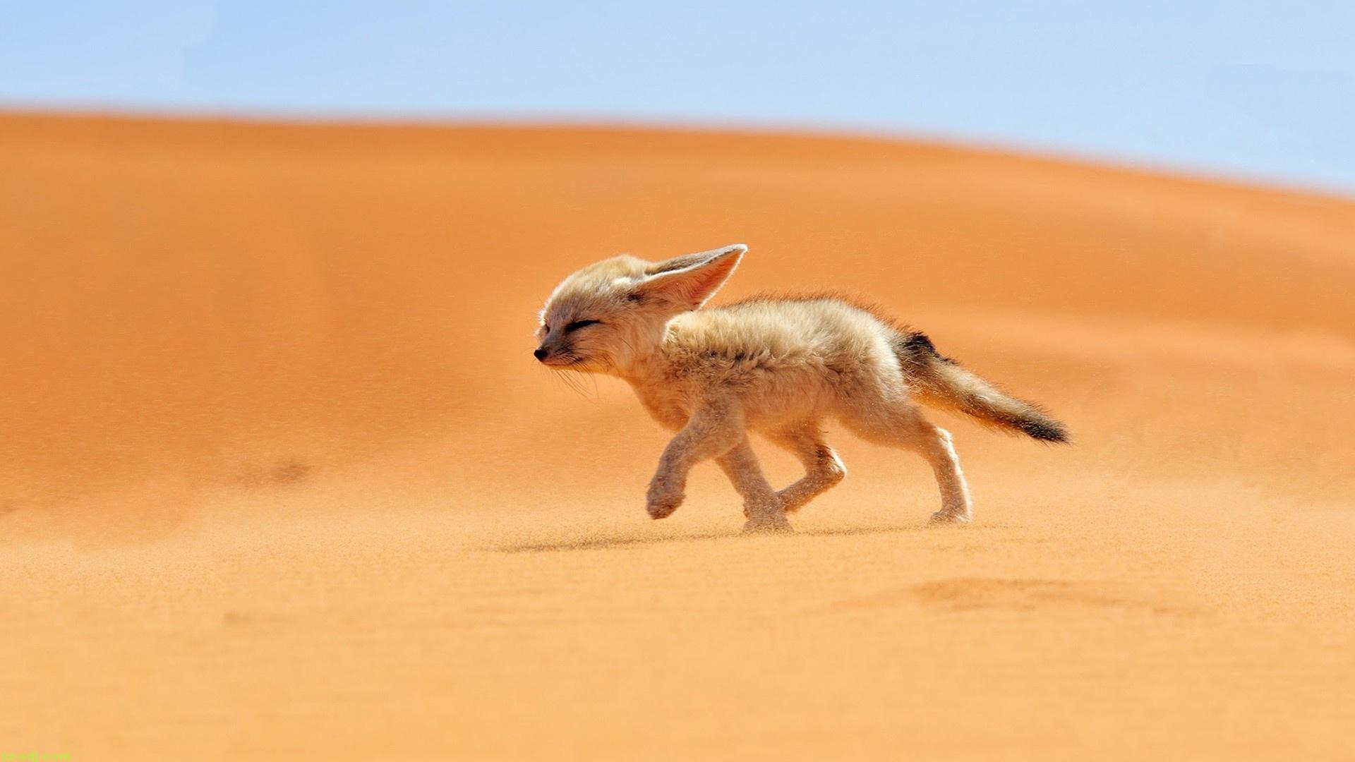 Siwa Desert