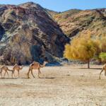 DiscovertheBeautyofWadiElGemalTours