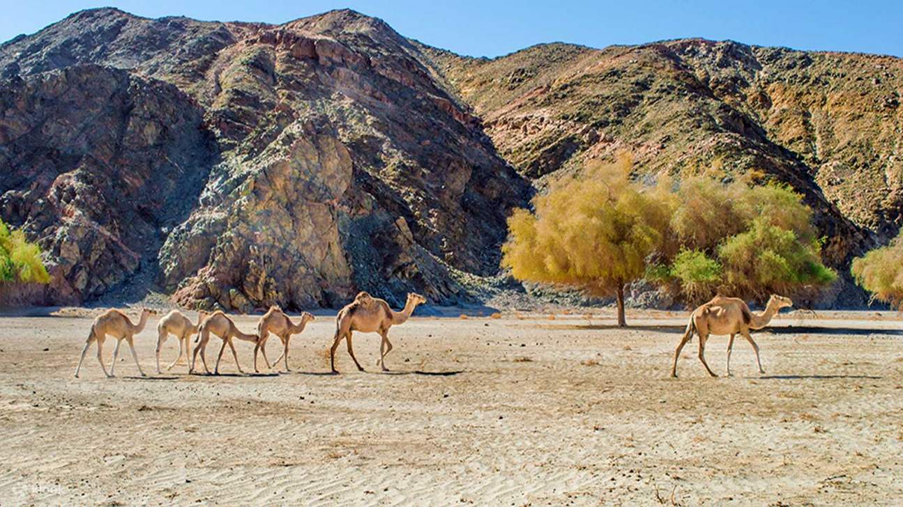 DiscovertheBeautyofWadiElGemalTours