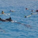 A group of travelers snorkeling in the clear blue waters of the Red Sea in Hurghada, watching a pod of wild dolphins swimming gracefully close to the surface.