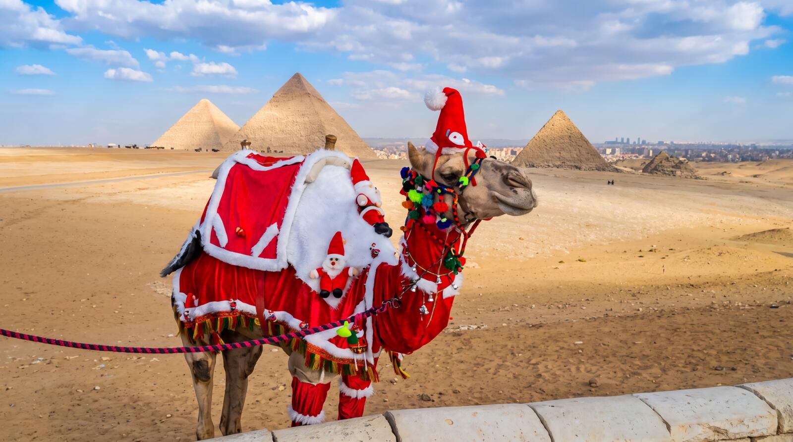 A camel wearing a festive red Santa Claus outfit and hat standing in front of the Giza Pyramids in Egypt